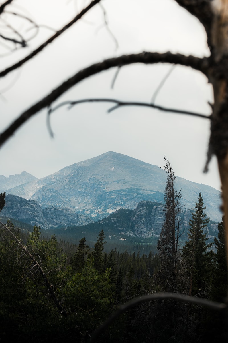 Photo by Johanser Martinez green trees near mountain during daytime