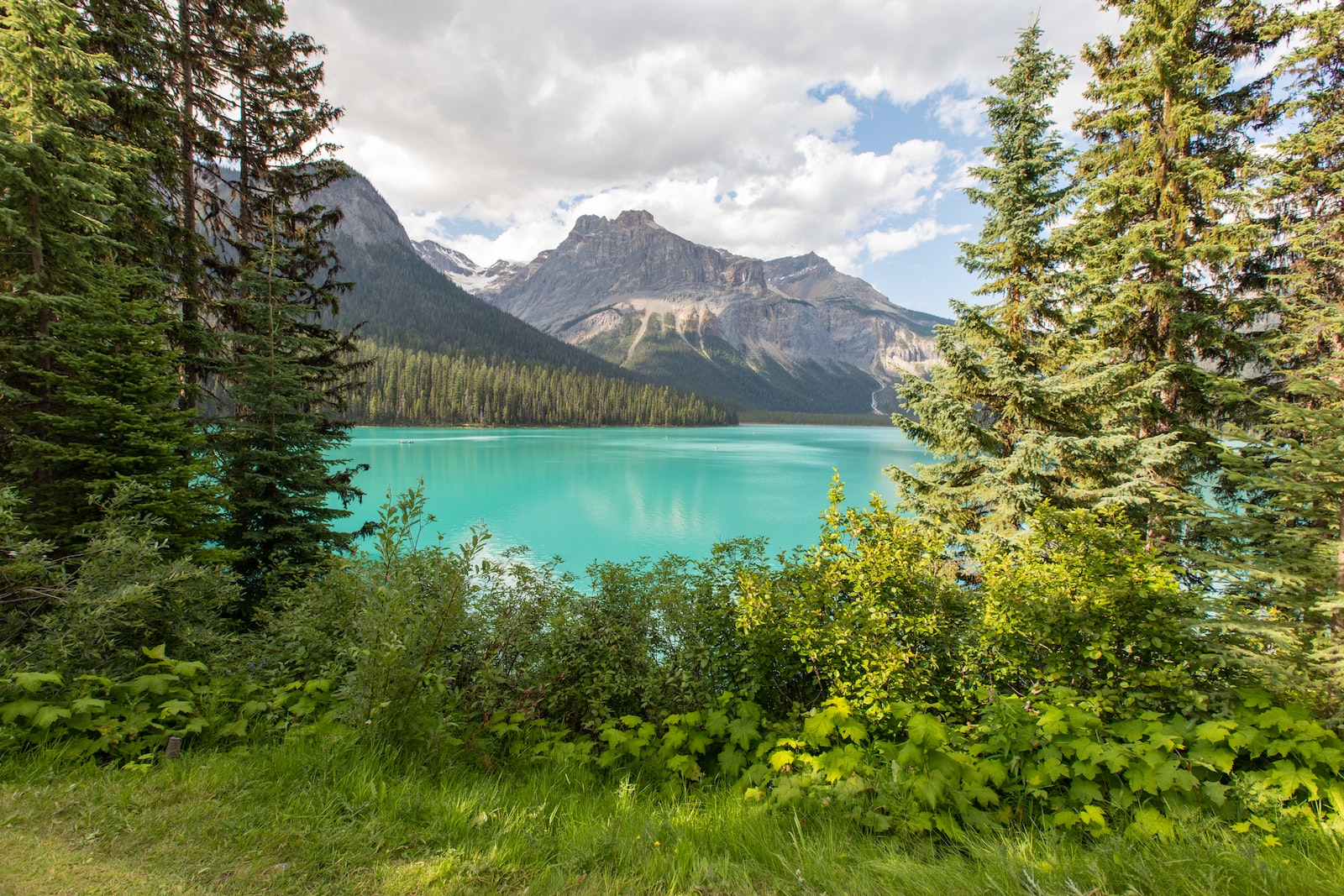 green trees near lake under blue sky during daytime